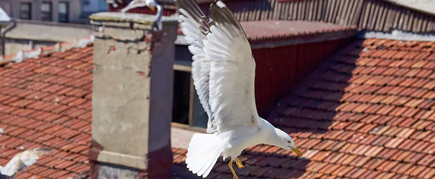 Residential Chimney Animal Removal Solution in Menomonee Falls, WI