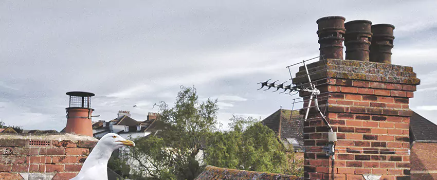 Chimney Cleaning And Restoration in Menomonee Falls, Wisconsin